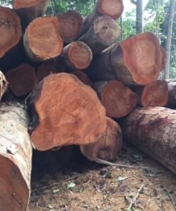 Beli Wood Logs