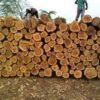 Teak Wood Logs