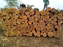Teak Wood Logs