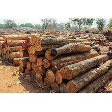 Teak Wood Logs - Image 4
