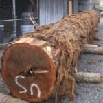 Cedar Wood Logs