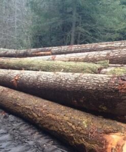 Douglas Fir Wood Logs