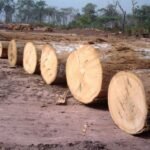 Makore Wood Logs