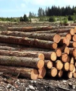 Premium Pine Wood Logs For Sale | High-Yield, Sustainable Timber for Construction