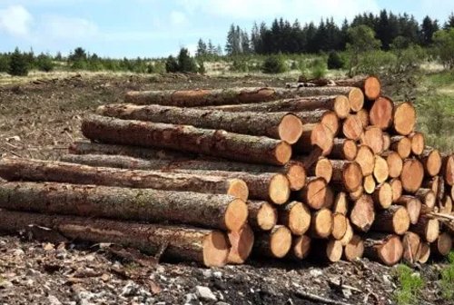 Premium Pine Wood Logs For Sale | High-Yield, Sustainable Timber for Construction