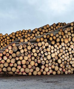 Premium Pine Wood Logs For Sale | High-Yield, Sustainable Timber for Construction