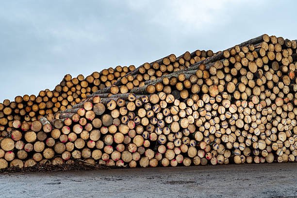 Premium Pine Wood Logs For Sale | High-Yield, Sustainable Timber for Construction