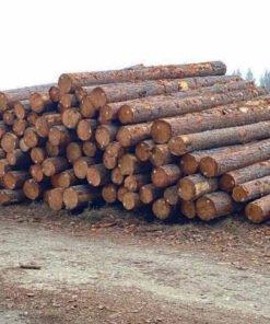 Premium Pine Wood Logs For Sale | High-Yield, Sustainable Timber for Construction