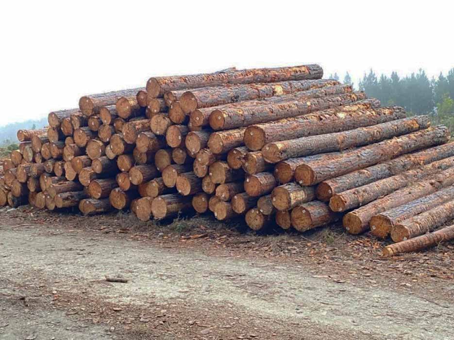 Premium Pine Wood Logs For Sale | High-Yield, Sustainable Timber for Construction