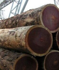 Premium Zebrano Wood Logs | Authentic West African Zebrawood for Sale