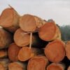 Premium Sapele Wood Logs | Master-Grade African Mahogany Alternative
