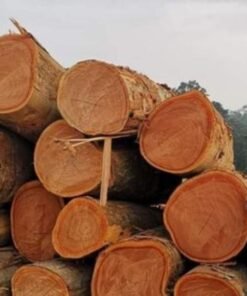 Premium Sapele Wood Logs | Master-Grade African Mahogany Alternative