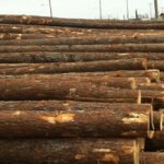 Pine Wood Logs