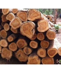Spruce logs Diameter: 25 cm+ (some percentage: diameter 20-24 cm) Length: 11.5 m + 30 cm Quality grades: D (almost no bark, but excellent quality for sawmilling) MOQ: 1000 m3 and up