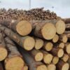 Premium Spruce Wood Logs for Sale – Strong, Lightweight & Versatile