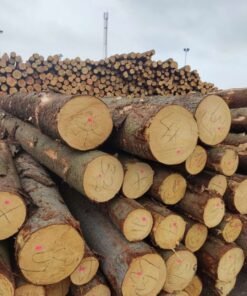 Premium Spruce Wood Logs for Sale – Strong, Lightweight & Versatile