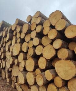Premium Spruce Wood Logs for Sale – Strong, Lightweight & Versatile
