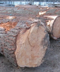 Birch Wood Logs