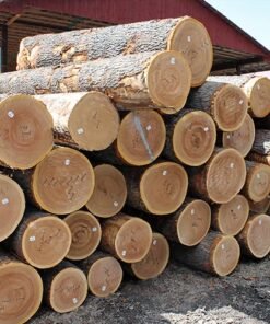 Veneer Wood Logs