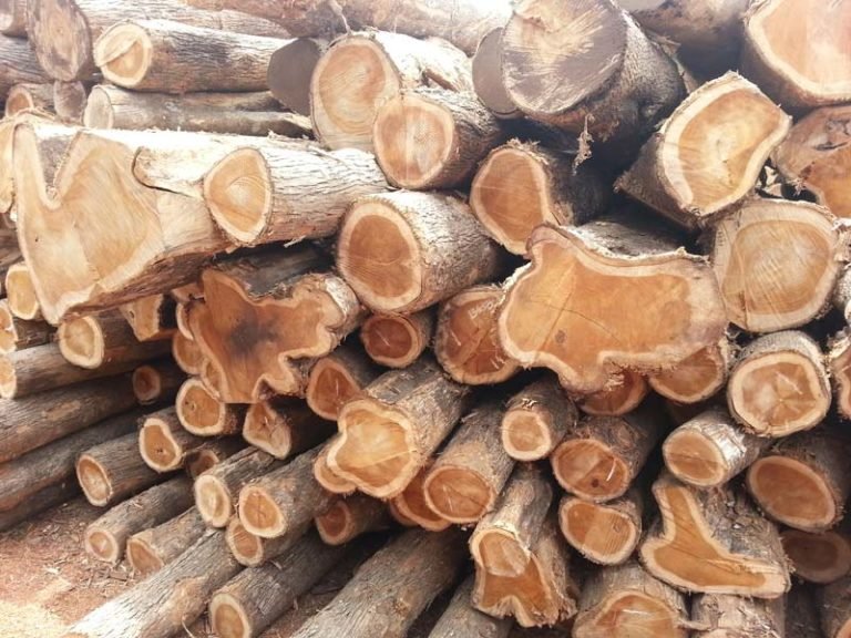 Burma Padauk Wood Logs