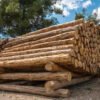 Premium Pine Wood Logs For Sale | High-Yield, Sustainable Timber for Construction