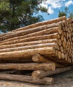 Premium Pine Wood Logs For Sale | High-Yield, Sustainable Timber for Construction