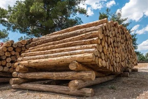 Premium Pine Wood Logs For Sale | High-Yield, Sustainable Timber for Construction