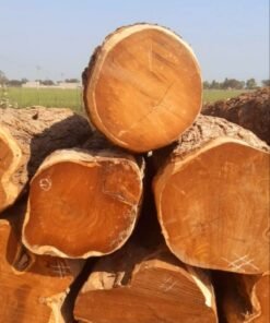 Elite Spruce Wood Logs | High-Performance Resonant Timber for Master Craft