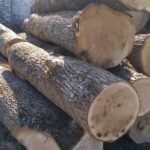 Oak Wood Logs