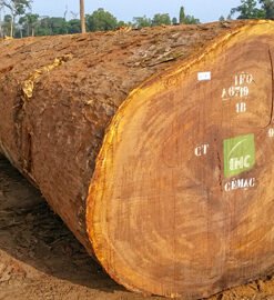 Premium Iroko Wood Logs | Durable African Teak for Export