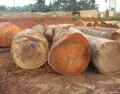 Premium Iroko Wood Logs | Durable African Teak for Export